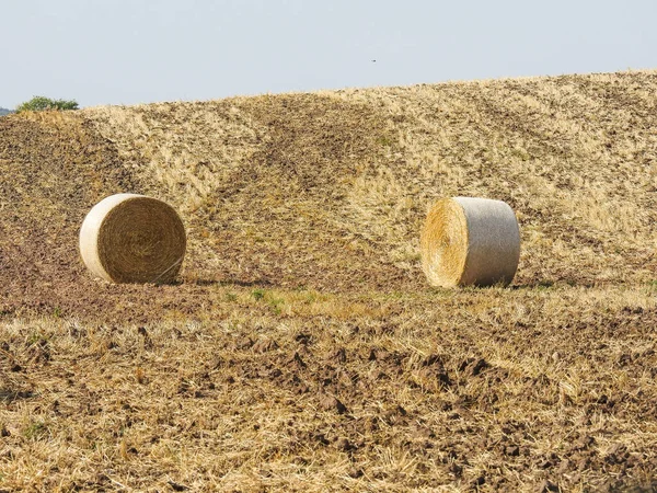 Прекрасный Выстрел Поля Пшеницы После Сбора Урожая — стоковое фото