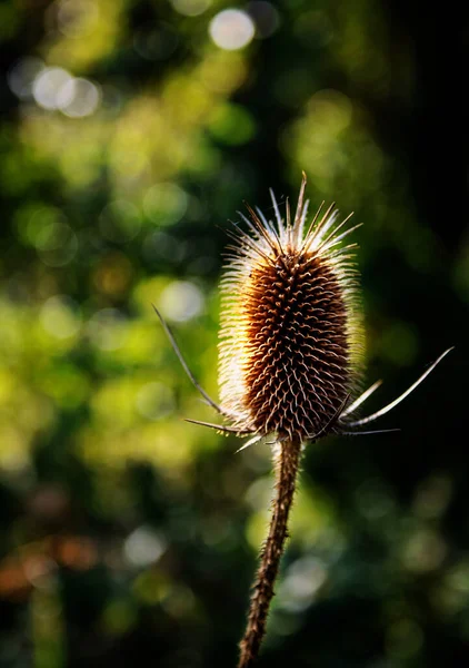 Tiro Foco Raso Uma Planta Teasel Comum Campo — Fotografia de Stock