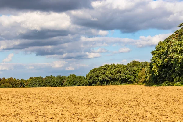 Piękny Widok Drzew Złotej Trawy Pod Błękitnym Niebem — Zdjęcie stockowe