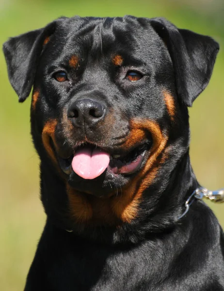 Siyah Safkan Rottweiler Köpeğinin Dikey Portresi — Stok fotoğraf