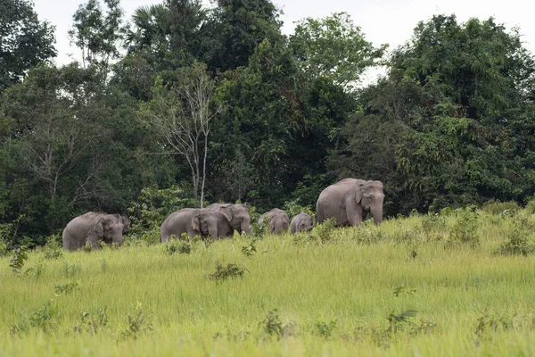 Stado Widziane Zboczu Sawanny Słoń Indyjski Elephas Maximus Indicus Park — Zdjęcie stockowe