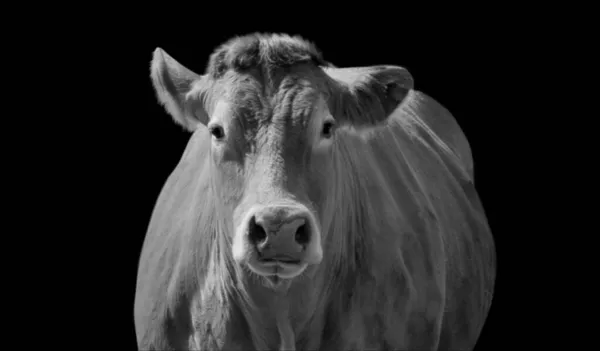 Une Échelle Gris Une Vache Sur Fond Noir — Photo