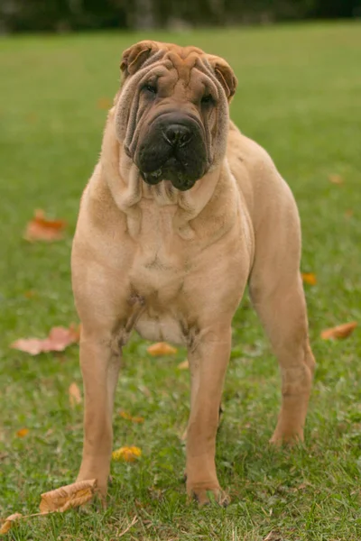 Vertical Shot Adorable Shar Pei Dog Outdoors — Stock Photo, Image