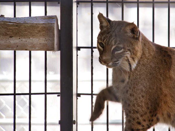 Furry Spotted Brown Common Lynx Cage David Traylor Zoo Emporia — Stock Photo, Image