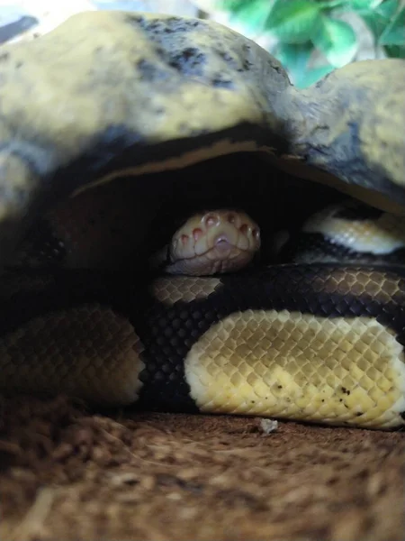 Selective Closeup Hidden Snake — Stock Photo, Image