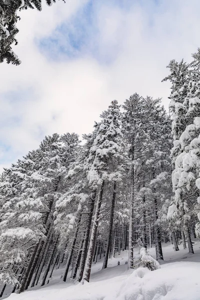 Сосновый Лес Покрытый Снегом Зимой — стоковое фото