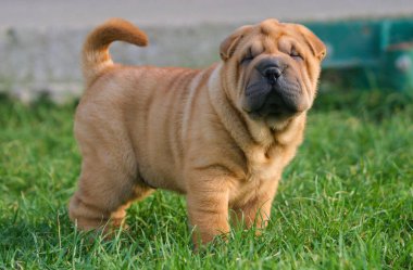 A beautiful shot of a Shar-Pei dog outdoors during the day clipart