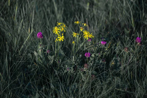 Ein Malerischer Blick Auf Bunte Feldblumen Auf Verschwommenem Hintergrund — Stockfoto