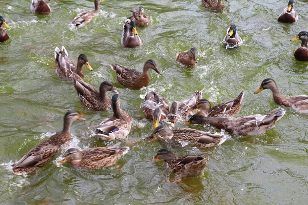 昼間公園の湖で泳いでいるアヒルの群れ — ストック写真