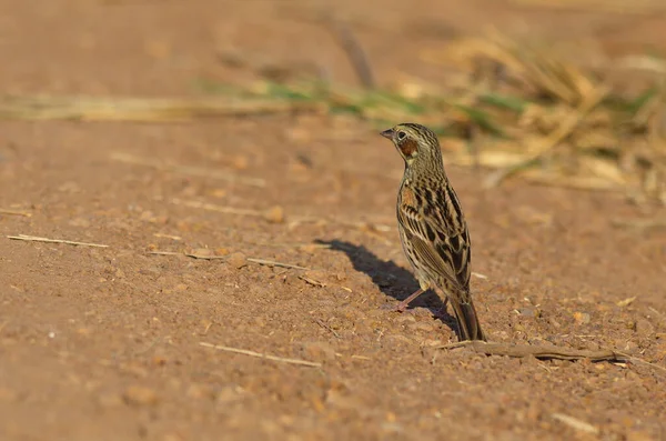 Vacker Kastanj Örat Bunting Fågel Poserar — Stockfoto