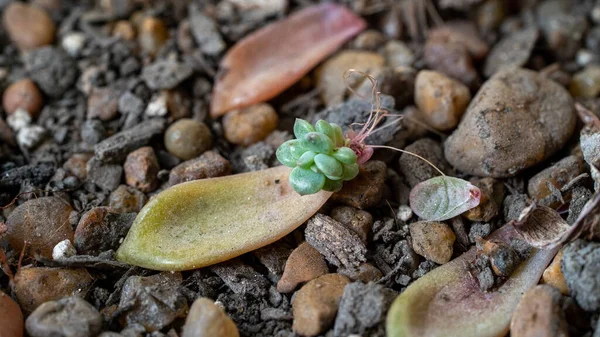 Eine Bildaufnahme Mit Einer Sprosspflanze Zwischen Kleinen Steinen — Stockfoto