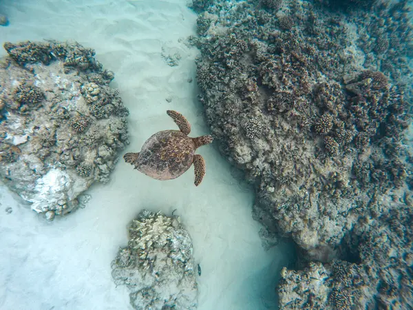 Piękna Podwodna Scena Koralami Żółwiem Morskim — Zdjęcie stockowe
