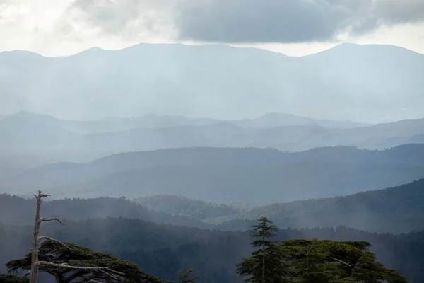 Vista Panorâmica Floresta Cedro Atlas Azul Clima Nebuloso Parque Nacional — Fotografia de Stock