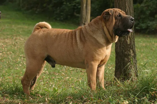 Ένα Όμορφο Πλάνο Ενός Σκύλου Shar Pei Έξω Κατά Διάρκεια — Φωτογραφία Αρχείου