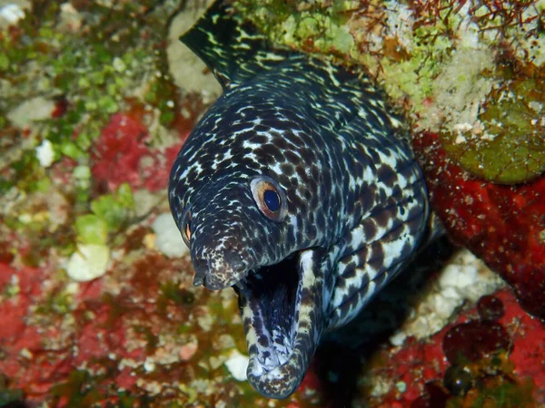 Zbliżenie Spotted Muraena Otwartymi Ustami Pod Morzem — Zdjęcie stockowe