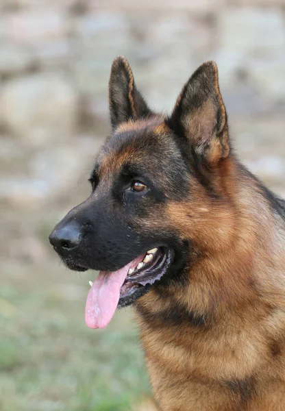 Een Prachtig Shot Van Duitse Herder Buiten Tijdens Dag — Stockfoto