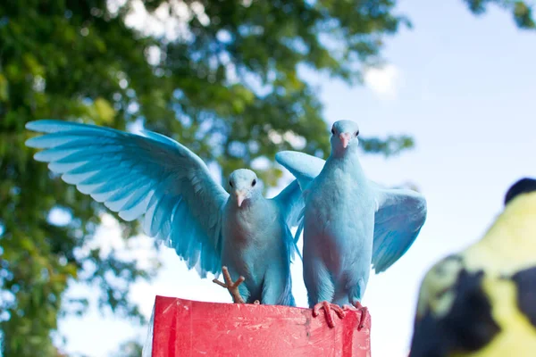 Egy Közeli Felvétel Két Kék Galambról Egy Vörös Felületen — Stock Fotó