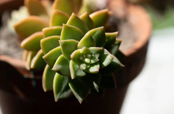 Closeup Shot Beautiful Succulent Potted Plant — Stock Photo, Image