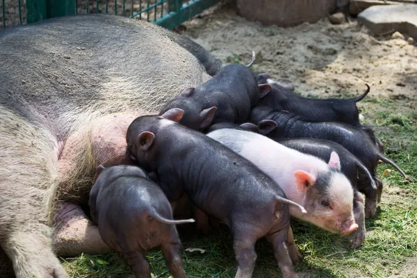 母猪给小猪喂奶的特写镜头 — 图库照片