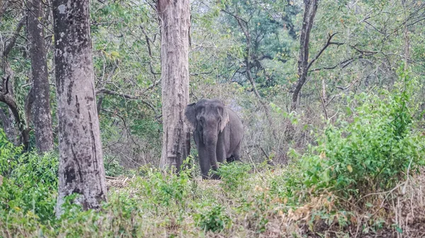 Éléphant Fait Son Chemin Dans Forêt Manas Wildlife Sanctuary — Photo
