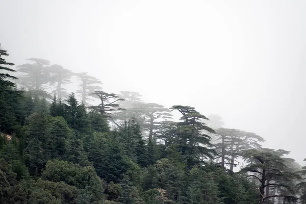 Landschappelijk Uitzicht Blue Atlas Ceder Bos Bij Mistig Weer Vanuit — Stockfoto