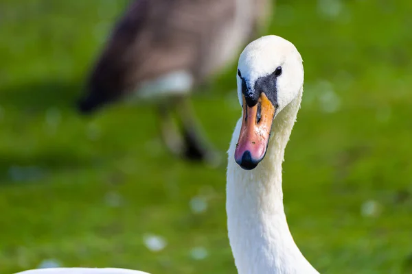 Primer Plano Cisne Blanco —  Fotos de Stock