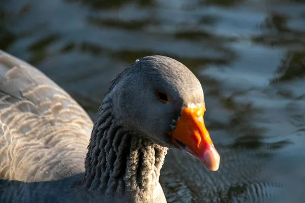 Nahaufnahme Einer Einem See Schwimmenden Grauen Gans — Stockfoto