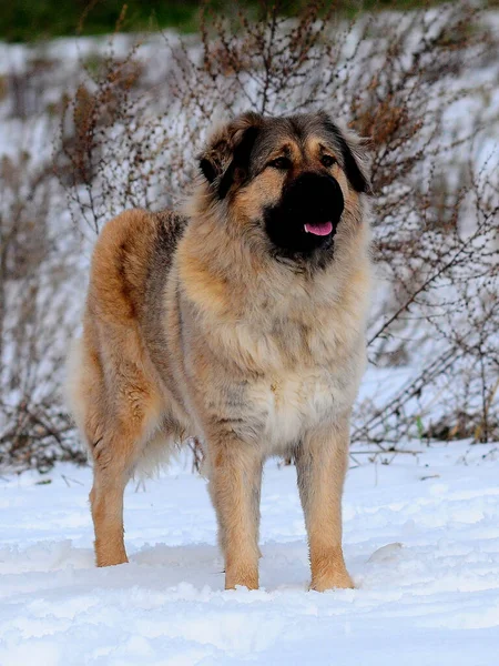 A vertical closeup of a Caucasian Shepherd Dog outdoors.