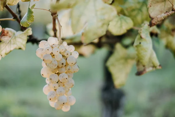 Une Vue Panoramique Raisins Frais Dans Vignoble Sur Fond Flou — Photo