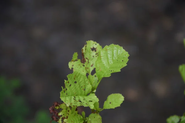 Ein Flacher Fokus Rostgrüner Blätter — Stockfoto