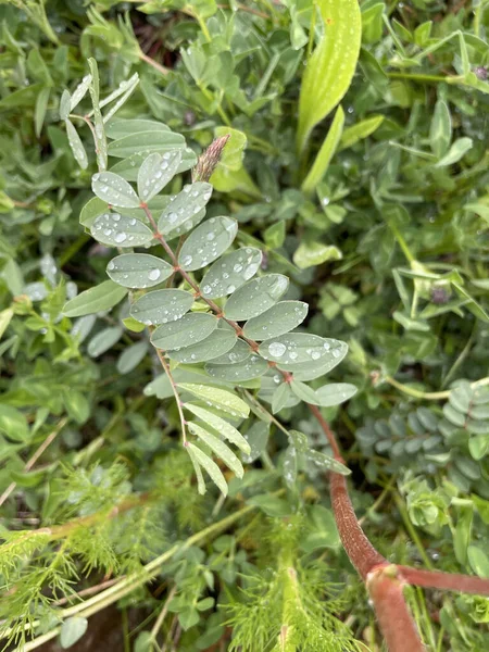 Top View Wet Leaves Garden — Stock Photo, Image