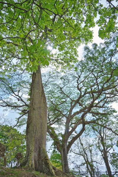 Pionowy Strzał Wysokich Drzew Zielonymi Liśćmi Przeciw Zachmurzonemu Niebu — Zdjęcie stockowe