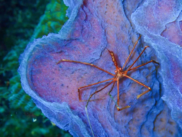 Makro Einer Pfeilkrebse Stenorhynchus Seticornis Unter Dem Meer — Stockfoto