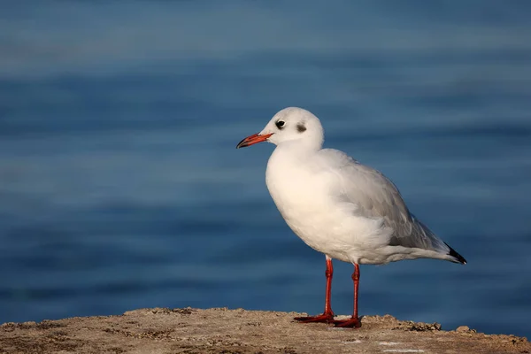 Uma Gaivota Senta Costa Pela Manhã — Fotografia de Stock