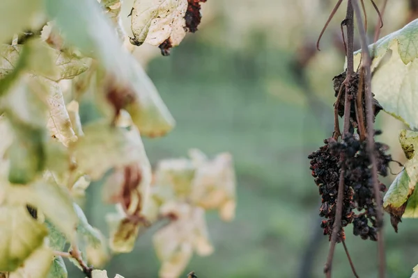 Una Vista Panorámica Las Uvas Secas Viñedo Sobre Fondo Borroso — Foto de Stock