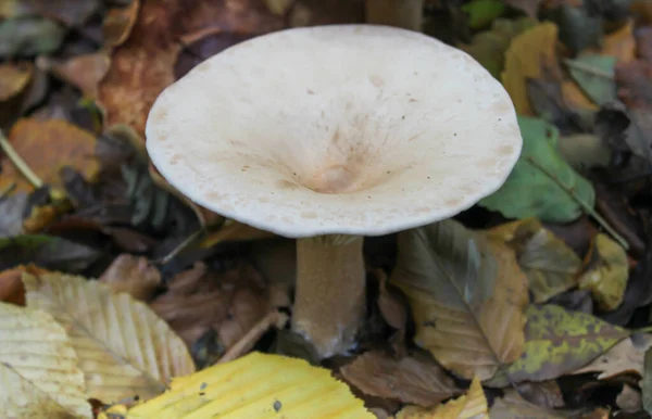 一帧美丽的蘑菇植物的特写 叶子在花园里 — 图库照片