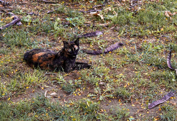 Кіт Черепашки Лежить Землі — стокове фото