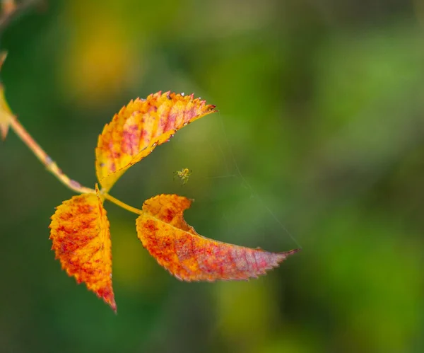 黄色とオレンジ色の秋の木の上に非常に小さなクモのクローズアップショット — ストック写真