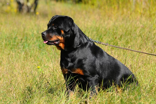 Bahçede Siyah Safkan Bir Rottweiler Köpeği — Stok fotoğraf