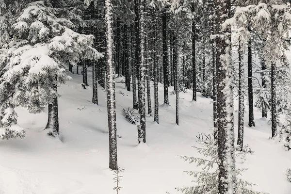 Egy Fenyőerdő Melyet Borít Fagyos Télen — Stock Fotó