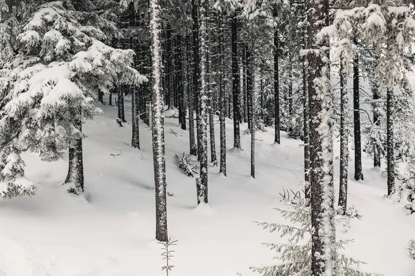 Pine Forest Covered Snow Frosty Winter — Stock Photo, Image