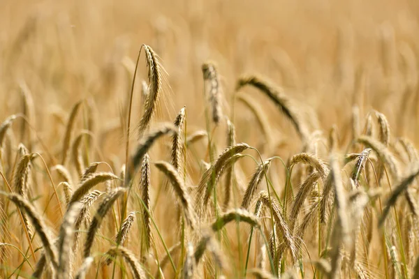 Selektivní Zaměření Zblízka Zlaté Pšeničné Pole Podsvícení Koncepce Růstu Hospodaření — Stock fotografie