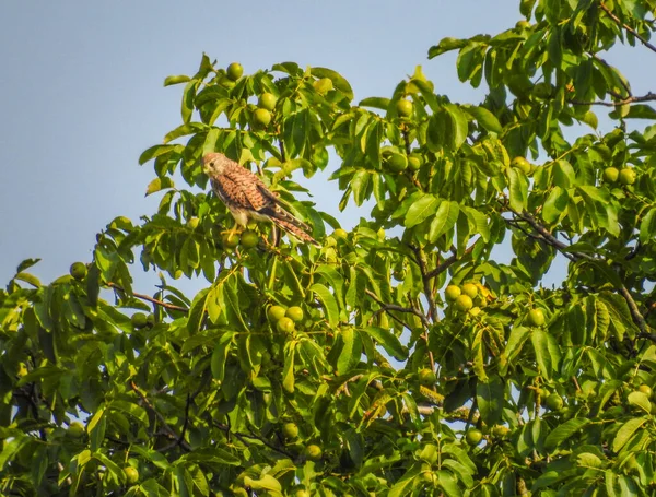 Een Prachtig Schot Van Een Vogel Een Boom Onder Heldere — Stockfoto