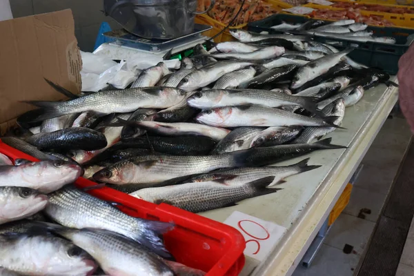 Peixe Marinho Diferente Num Mercado Peixe Croácia — Fotografia de Stock