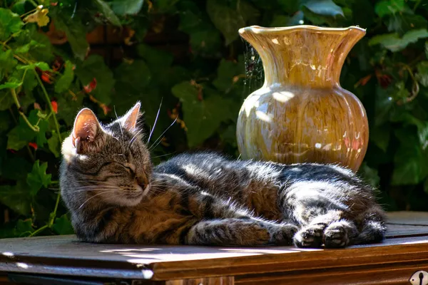 Gato Vaso Uma Mesa Abaixo Sol Livre — Fotografia de Stock