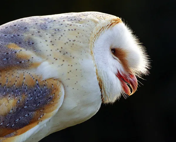 Eine Nahaufnahme Von Vögeln Gesicht — Stockfoto