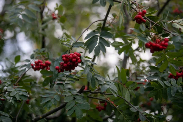 Eine Nahaufnahme Von Roten Früchten Einem Garten Mit Verschwommenem Hintergrund — Stockfoto