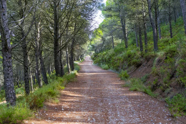 Hermoso Paisaje Verano Con Árboles Verdes Camino Vacío — Foto de Stock