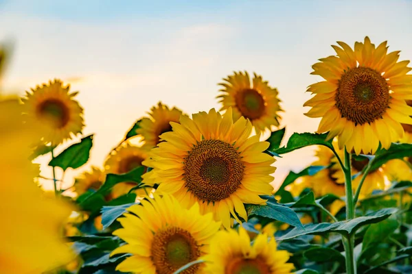 在阳光灿烂的日子里 一束淡淡的黄色向日葵 — 图库照片