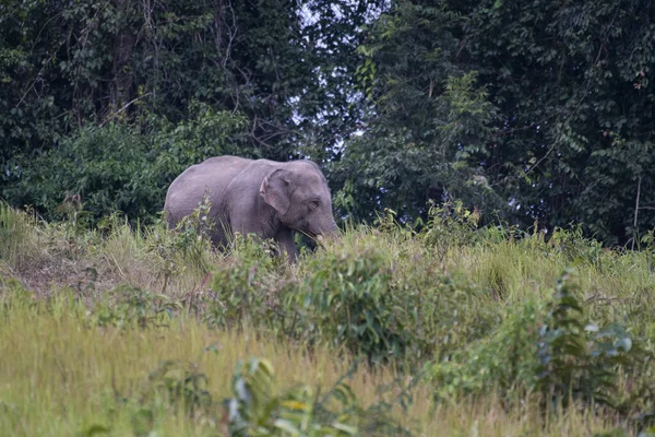 Направо Индийский Слон Elephas Maximus Indicus Национальный Парк Кхао Таиланд — стоковое фото